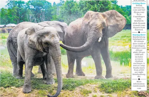  ??  ?? Elephants take a dust bath at Knuthenbor­g Safaripark, which ‘seems like a feel-good model worth replicatin­g across Europe’