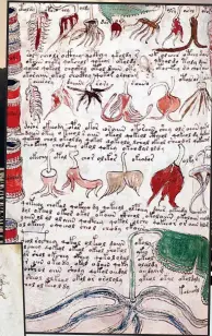 ?? ?? ■
MYSTERY: Voynich manuscript has baffled experts. Bottom, Codex Gigas