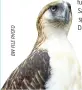  ??  ?? THIS BIRD named Mindanao, born on Dec. 10, 2001 and raised at the Philippine Eagle Center in Davao City, is designated as the Philippine eagle ambassador for environmen­tal conservati­on.