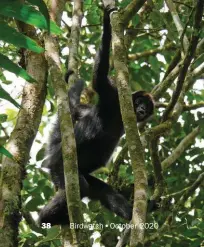  ??  ?? The Canandé Reserve in Ecuador’s Chocó Forest is home to a number of threatened animals, including the Critically Endangered Brown-headed Spider Monkey.