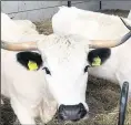  ??  ?? Rare White Park cattle at Norman Coles’ farm