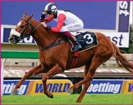  ??  ?? TRAINER'S CHOICE. Brazuca might be a difficult customer in a race, but trainer Johan Janse van Vuuren likes him best of his four runners in the Gauteng Sansui Summer Cup.