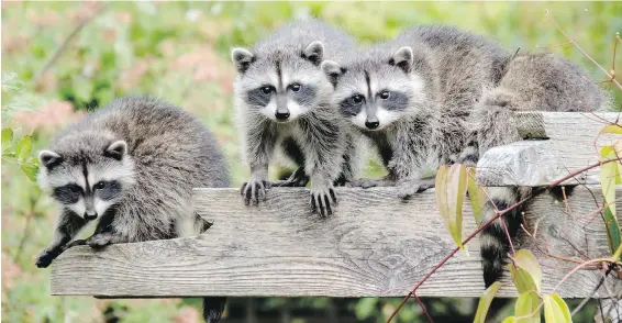  ??  ?? Victoria’s Mike Woods took first place in the Backyard Habitats category of the SPCA’s Wildlife in Focus photo contest with this shot of these curious raccoons.