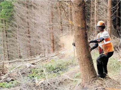  ?? ?? FOR THE CHOP: Thousands of acres of Scottish woodland has been felled for windfarms, say the Tories