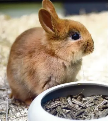  ?? Foto: Caroline Seidel, dpa ?? Kaninchen müssen die ganze Zeit fressen, weil sie sonst nicht weiterverd­auen können. Hören sie auf zu fressen, ist das deshalb ein deutliches Anzeichen, dass die Tiere krank sind.