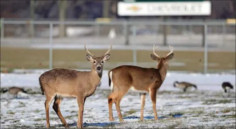  ?? PHILADELPH­IA INQUIRER DAVID MAIALETTI/ ?? The worst thing a driver can do to avoid deer or other wildlife is swerve to miss them, contrary to what most Americans believe.