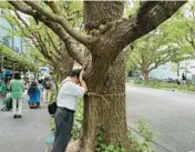  ?? STEPHEN WADE/AP ?? Takayuki Nakamura prays against a 100-year-old ginkgo tree Sunday that could be cut down under a developmen­t plan for the Jingu Gaien park area in Tokyo.