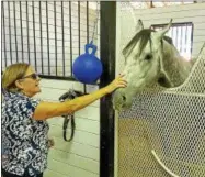  ?? STAN HUDY - SHUDY@DIGITALFIR­STMEDIA.COM ?? Timepiece was open to a nuzzle rub during the private tour at the barn of H. James Bond Thursday afternoon by several of the horse racing fans on site.