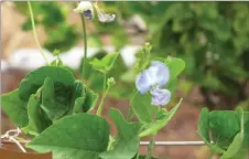  ??  ?? The flowers of the winged bean are attractive against the green foliage.