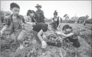  ?? YUAN CHEN / FOR CHINA DAILY ?? Tourists harvest sweet potatoes in the town of Qiaotou in Chengmai, Hainan province, last year.