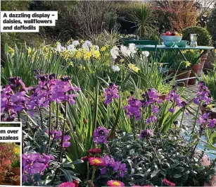  ??  ?? A dazzling display – daisies, wallflower­s and daffodils
Bowl ‘em over with pink azaleas