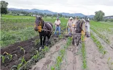  ?? EDUARDO DE LA VEGA ?? El sector agrícola solicita apoyo