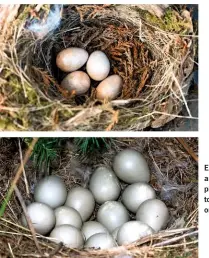  ??  ?? Eggs of the grey partridge, Perdix perdix, are laid on the ground under cover of tall plants or hedges (left). They can lay up to two dozen eggs, whereas the robin will only lay between four and six (top).