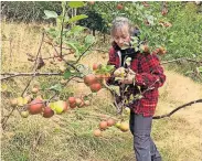  ?? ?? Top pick Elaine Carruthers from Scotlandwe­ll gets stuck in gathering apples