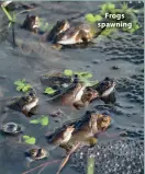  ?? ?? Frogs spawning