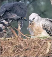  ??  ?? TRYING AGAIN: The mother crowned eagle releases her hold on the elbow tendon which allows her and the juvenile to contemplat­e the bizarre experience before a second attempt is made to thrust the arm down the juvenile’s gullet.