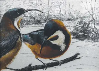  ?? ?? Eastern Spinebills by Sandra Willis in the Perinet Gallery TAS.