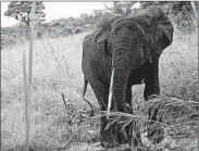  ?? FAUNA & FLORA INTERNATIO­NAL ?? A photo taken in October by a remotely activated camera shows a rare African forest elephant in South Sudan.