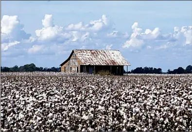  ?? Arkansas Democrat-Gazette/MITCHELL PE MASILUN ?? A cotton field is seen near Pickens in Desha County earlier this month. Commodity prices, particular­ly for soybeans, dropped during the summer as a trade war with China escalated.