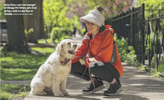  ?? ASHLEE REZIN/SUN-TIMES ?? Darcy Circa, a pet care manager at Chicago Pet Sitters, pets Coco during a walk in Lake View on Tuesday.