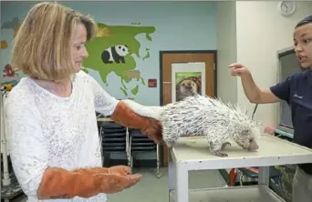  ?? Jessie Wardarski/Post-Gazette ?? Barbara Baker holds a porcupine at Pittsburgh Zoo &amp; PPG Aquarium in Highland Park.