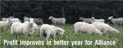  ??  ?? Checking out the chicory . . . Alliance Group says the Te Mana and Silere lamb programmes show red meat can be differenti­ated to get a premium.