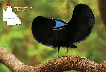 Survival dance - PressReader
