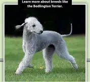  ?? ?? Learn more about breeds like the Bedlington Terrier.