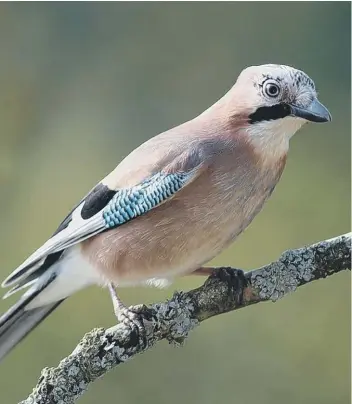  ?? ?? The Jay is seeing improving fortunes with more sightings recorded