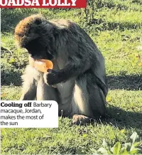  ??  ?? Cooling off Barbary macaque, Jordan, makes the most of the sun