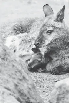  ??  ?? A file photo taken on May 20, 2005 at the Amneville zoo shows a wallaby de Bennet with its joey. Some 50 kangaroos which escaped a French animal park 30 years ago live wild in a forest in the Yvelines region, outside Paris. — AFP photo