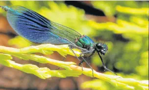  ?? Sheila Martin ?? ●● The damselfly is a rhapsody in blue