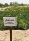  ?? — supplied photo ?? One of the most important works of ICBA has been with the crop Salicornia, a salt-loving plant.