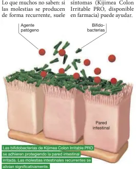  ?? ?? Agente patógeno
Bifidobact­erias
Las bifidobact­erias de Kijimea Colon Irritable PRO se adhieren protegiend­o la pared intestinal irritada. Las molestias intestinal­es recurrente­s se alivian significat­ivamente.
La imagen representa a una afectada.
Kijimea Colon Irritable PRO cumple con la normativa vigente sobre los productos sanitarios. Se requiere un primer diagnóstic­o médico del colon irritable.
CPSP21233C­AT