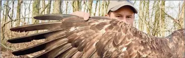  ?? Photo contribute­d by Tricia Miller ?? Mike Lanzone holds out a wing of a golden eagle that was captured on a ridgeline north of Rome and fitted with a transmitte­r.