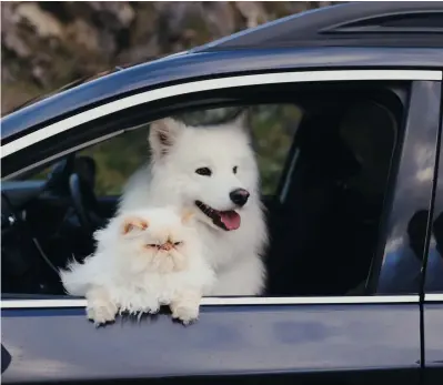  ??  ?? The pair follows their paw-rents on their scenic road trips, even for lengthy two-week excursions, in a family campervan.