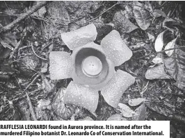  ?? ?? RAFFLESIA LEONARDI found in Aurora province. It is named after the murdered Filipino botanist Dr. Leonardo Co of Conservati­on Internatio­nal.