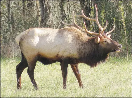  ?? (NWA Democrat-Gazette/Randy Moll) ?? A large bull was among the elk grazing in Boxley Valley on Dec. 30.