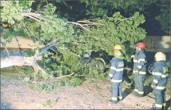  ??  ?? Desgracia con suerte en la zona de Mburuvicha Róga, donde un frondoso árbol cayó sobre una camioneta, pero milagrosam­ente esta vez no hubo víctimas fatales.