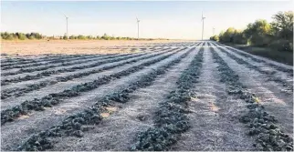  ??  ?? Farmers and gardeners won't soon forget the devastatin­g spring frost that destroyed so many crops. This photo was taken in Summerside, P.E.I., by Matt Compton on June 3, 2018. The average last frost date for Summerside is May 9.