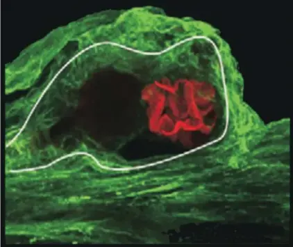  ??  ?? A photorecep­tor cell in the brain of a horseshoe crab. Green indicates the presence of the photosensi­tive molecule peropsin. Membranes in the cell known to respond to light are red.