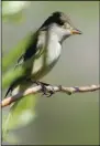  ?? (U.S. Fish and Wildlife Service/ Dave Menke) ?? A Willow Flycatcher (Empidonax traillii) similar to the bird drawn by Audubon in 1822 at Arkansas Post.