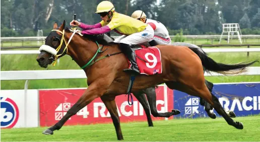  ?? Picture: JC Photograph­ics ?? VALUE. Turbo Prop has not had the best of luck lately but Muzi Yeni believes the gelding can turn that around when he lines up in Race 4 at Turffontei­n today.