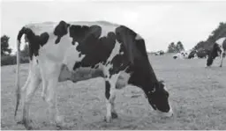  ??  ?? Pour l’heure, aucun cas de vache folle n’a été enregistré en Tunisie