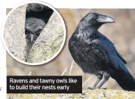  ??  ?? Ravens and tawny owls like to build their nests early