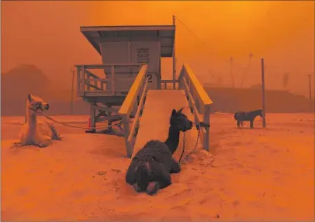  ?? Wally Skalij Los Angeles Times ?? LLAMAS AND A HORSE are safely secured on a Malibu beach during the 2018 Woolsey fire. Southern California water districts have sought additional supplies from the state to reduce wildfire hazards by irrigating vegetation in high-risk areas. The request was denied.