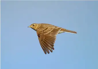  ?? ?? FIVE: Adult Eurasian Skylark (Limburg, The Netherland­s, 23 March 2013). All larks show broad bases to the wings when in flight, and in this picture the triangular wing shape of Eurasian Skylark can be seen. Relative to the body and wings, the head and bill appear to be small, and the tail is fairly long. This photo shows the white outer tail feathers, which can be noticeable in a bird flying away from you, and the white trailing edge to the wing, which is often hard to see.
