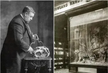  ??  ?? James Rowland Ward (à gauche) fut un scientifiq­ue avant l’heure. À droite, la vitrine de « The Jungle » au 167, Piccadilly à Londres.
