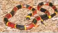  ??  ?? An eastern coral snake ISTOCK