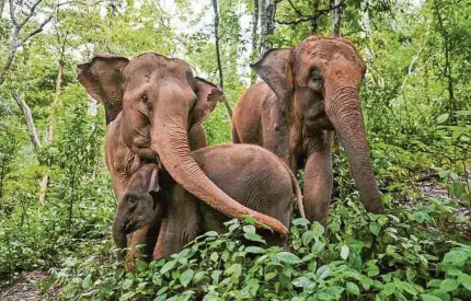  ?? AFP ?? Estos elefantes comen en una reserva ubicada en la provincia china de Yunnan. Cada día hay más incidentes con los paquidermo­s.